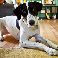 DogWatch of Memphis, Henderson, Tennessee | Indoor Pet Boundaries Contact Us Image