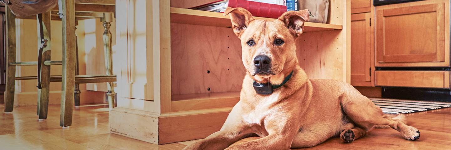DogWatch of Memphis, Henderson, Tennessee | Indoor Pet Boundaries Slider Image